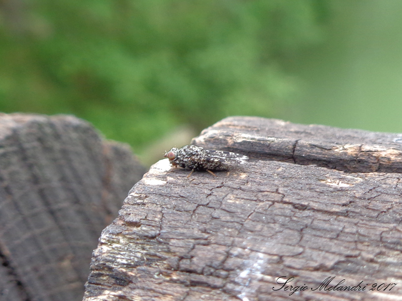 Ulididae Callopistromyia annulipes ? Si